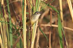 Yellow-bellied Prinia